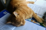 Leider hat es etwas länger gedauert, alle Aufgaben zu erledigen, weil mein Kater Findus sie so ermüdend fand! (Jolina Luisa Völlmecke, 5C)