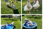 Tierische Pausen ...