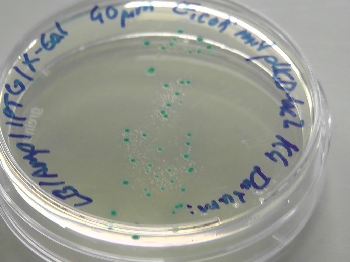 Blau gefärbte Bakterienkolonien